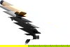 مكواة شعر استيل بيبي ليس، 42 واط، ديجتال، C425SDE - اسود ذهبي product image 2